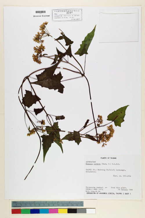 Mikania cordata (Burm. f.) B. L. Rob._標本_BRCM 7196
