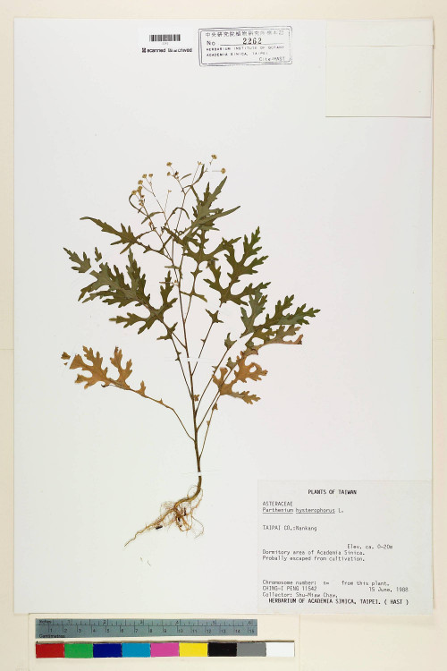Parthenium hysterophorus L._標本_BRCM 5650