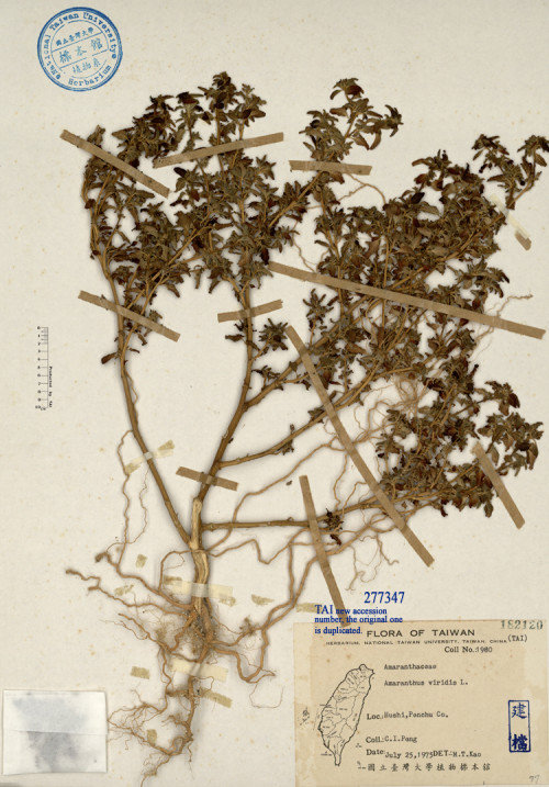 Amaranthus viridis L._標本_BRCM 4740