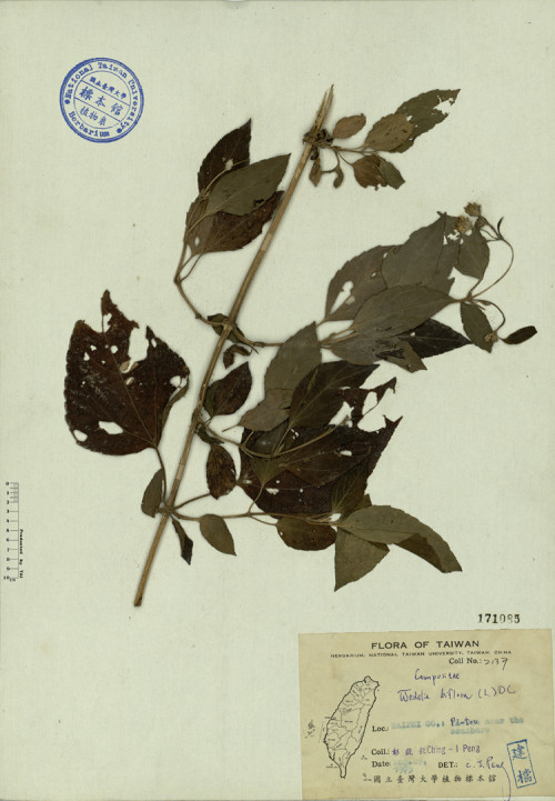 Wedelia biflora (L.) DC._標本_BRCM 4123