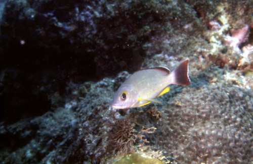 黃足笛鯛