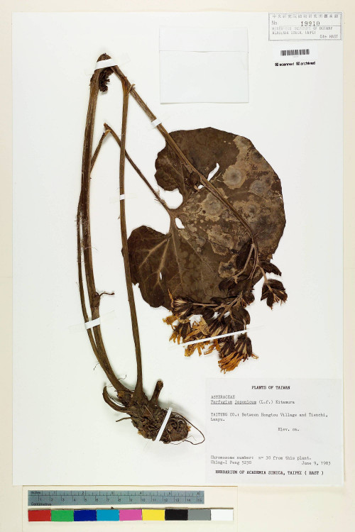 Farfugium japonicum (L.) Kitam. var. japonicum_標本_BRCM 6375