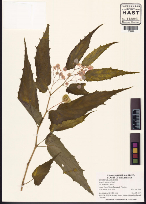 Begonia contracta標本_BRCM 2949