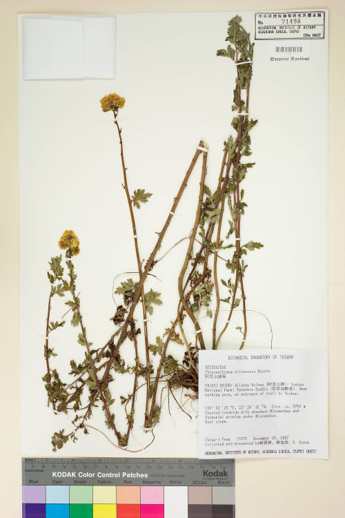 Chrysanthemum arisanense Hayata_標本_BRCM 7509