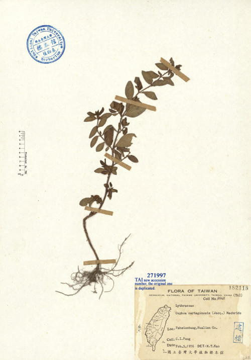 Cuphea cartagenensis (Jacq.) Macbrids_標本_BRCM 4734