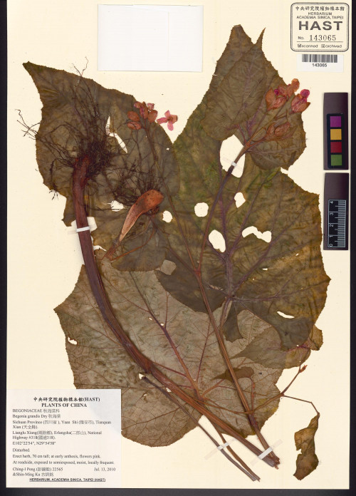 Begonia grandis Dry_標本_BRCM 5964