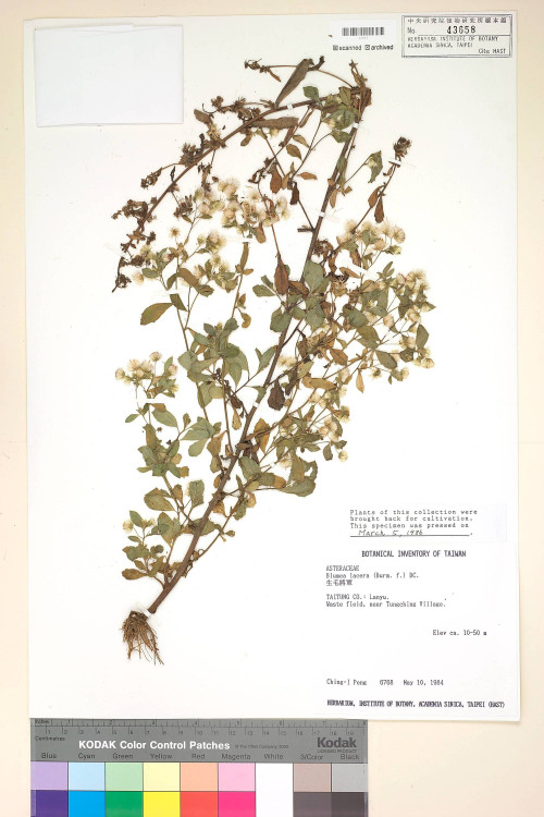 Blumea lacera (Burm. f.) DC._標本_BRCM 3761