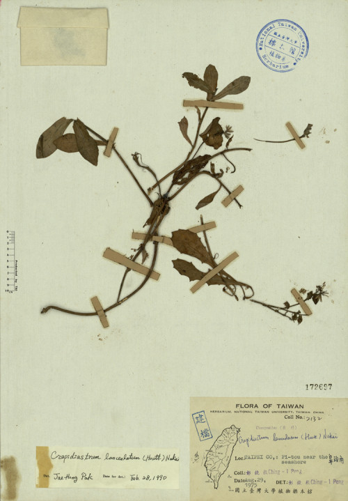 Crepidiastrum lanceolatum (Houtt.) Nakai_標本_BRCM 4277