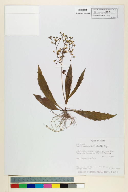 Ixeris laevigata (Blume) Schultz-Bip._標本_BRCM 6833