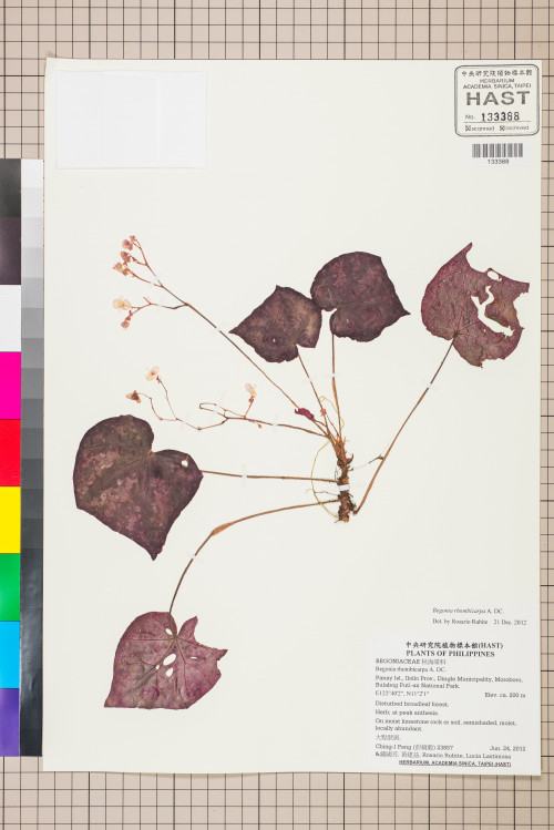 Begonia rhombicarpa標本_BRCM 2661