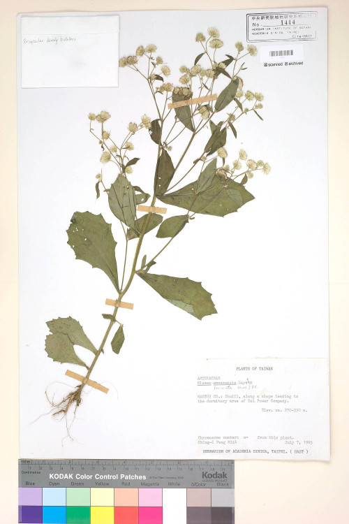 Blumea laciniata (Roxb.) DC._標本_BRCM 3803