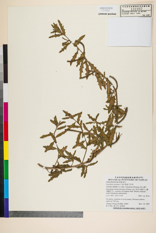Oenothera laciniata J. Hill_標本_BRCM 5997