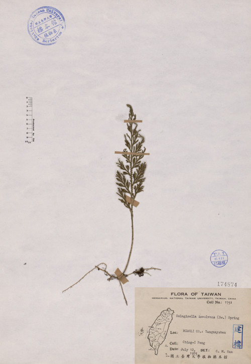 Selaginella involvens (Sw.) Spring_標本_BRCM 4462