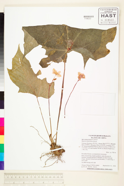 Begonia macrotoma標本_BRCM 2077