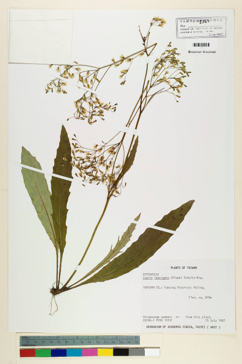 Ixeris laevigata (Blume) Schultz-Bip._標本_BRCM 7011