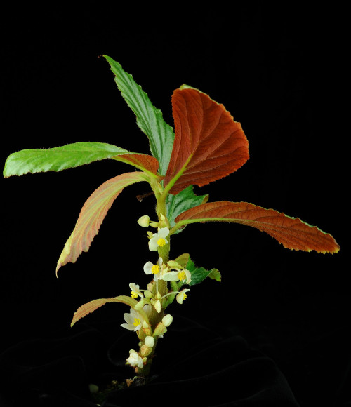 Begonia paracauliflora Rimi, C.I Peng & S.M.Ku