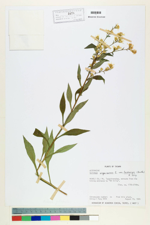 Solidago virgaurea L. var. leiocarpa (Benth.) A. Gray_標本_BRCM 6726