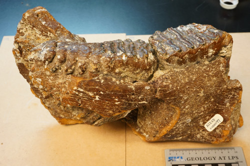 Palaeoloxodon huaihoensis [ASIZF0100177]