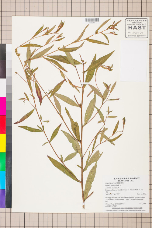 Ludwigia alternifolia L._標本_BRCM 3472
