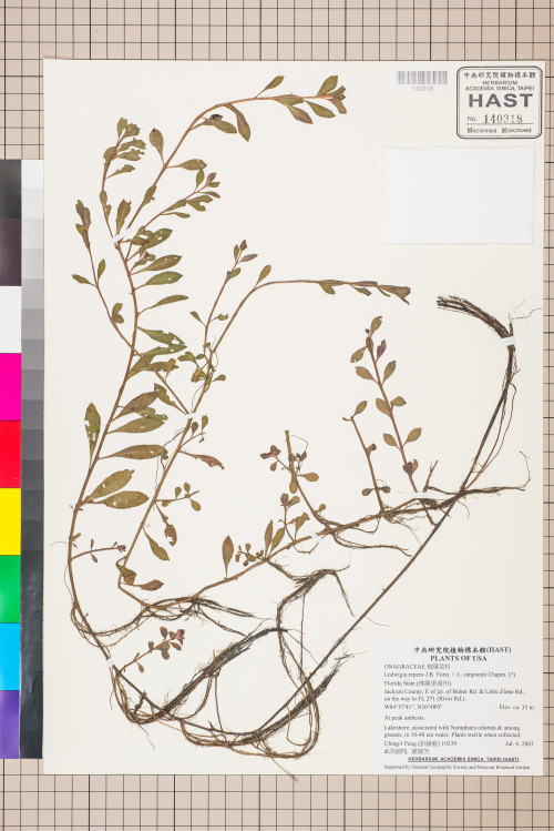 Ludwigia repens J.R. Forst. × L. simpsonii Chapm. (?)_標本_BRCM 3489
