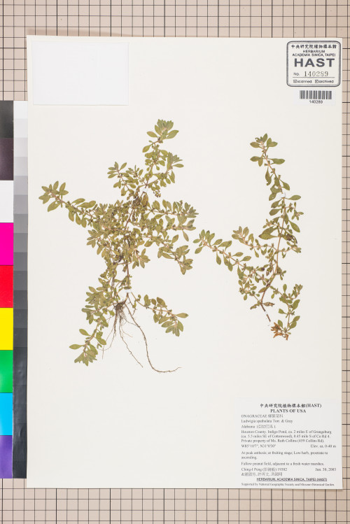 Ludwigia spathulata Torr. & Gray_標本_BRCM 3464