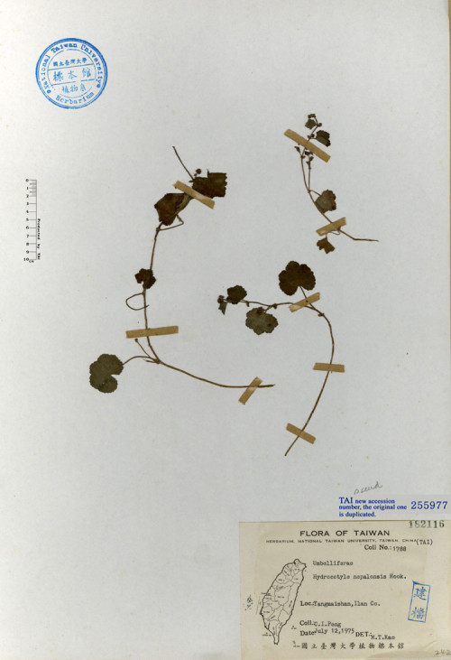 Hydrocotyle nepalensis Hook._標本_BRCM 4711