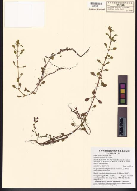 Ludwigia simpsonii Chapm._標本_BRCM 7811