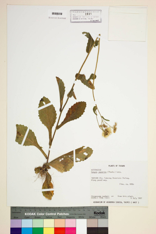 Conyza japonica (Thunb.) Less._標本_BRCM 7009