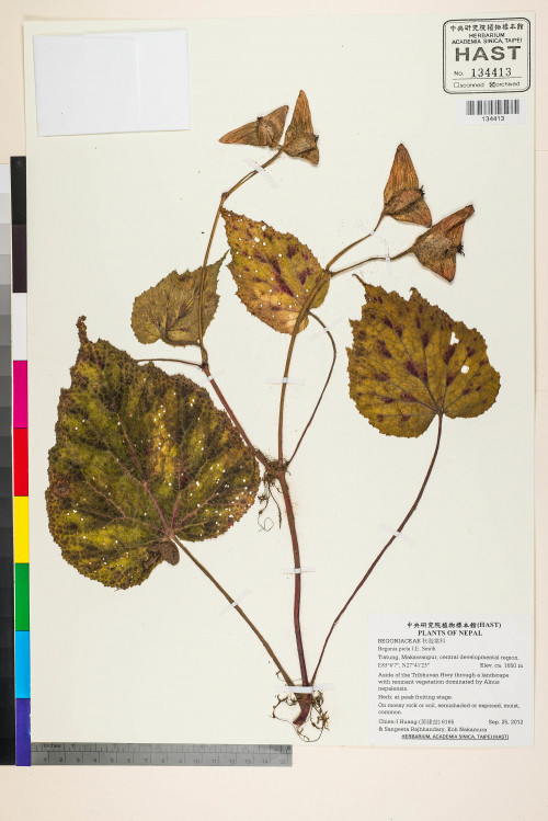 Begonia picta標本_BRCM 2703