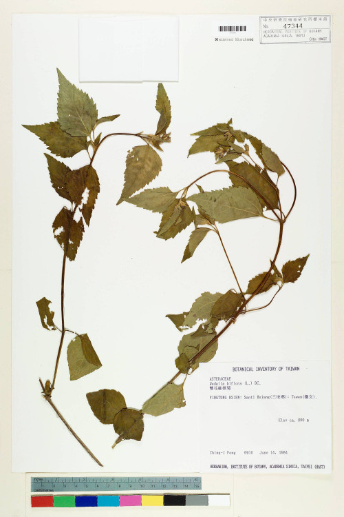 Wollastonia montana (Blume) DC._標本_BRCM 6216