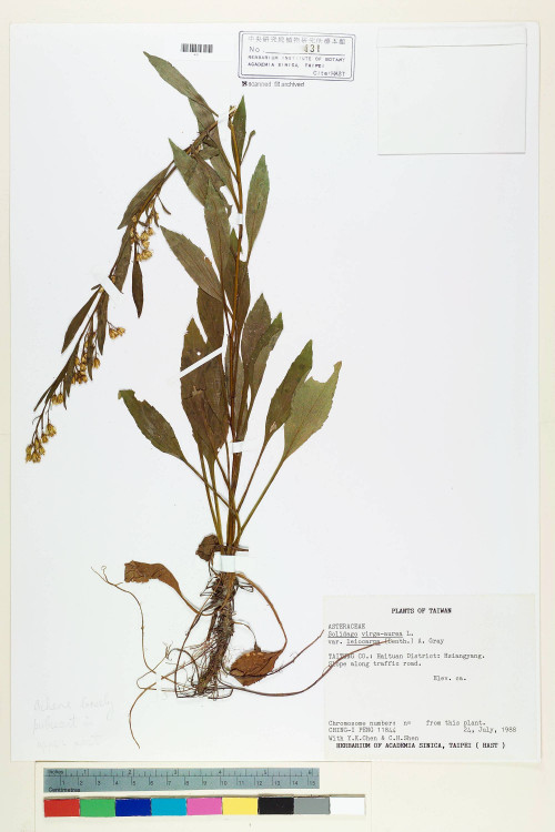 Solidago virgaurea L. var. leiocarpa (Benth.) A. Gray_標本_BRCM 7140