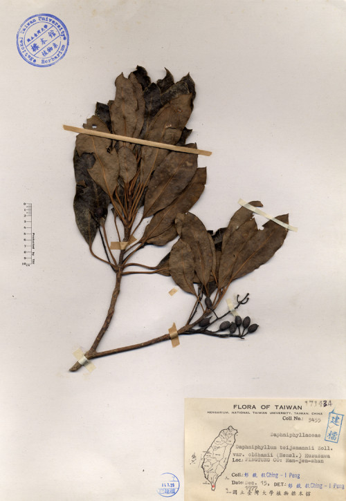 Daphniphyllum teijsmann ii Zoll. var. oldhamii (Hemsl.) Huzusawa_標本_BRCM 4211