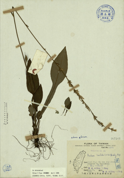 Ainsliaea latifolia (D.Don) Schulz-Bip._標本_BRCM 3882