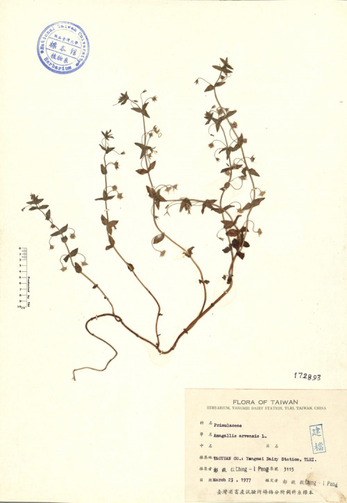 Anagalis arvensis L._標本_BRCM 4380