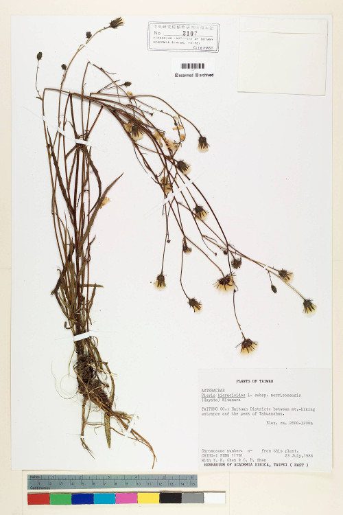 Picris hieracioides L. subsp. morrisonensis (Hayata) Kitam._標本_BRCM 7126