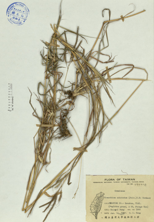 Dicanthium aristatum (Poir.) C.E. Hubbard_標本_BRCM 4184