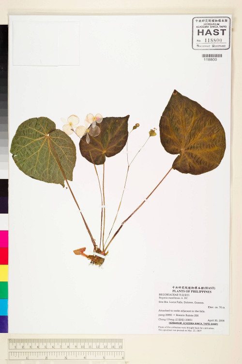 Begonia manillensis標本_BRCM 2254