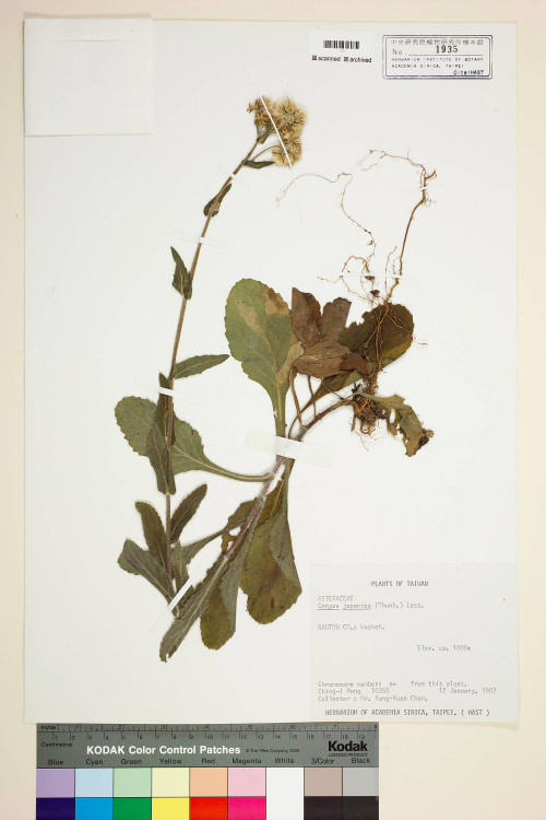 Conyza japonica (Thunb.) Less._標本_BRCM 6921