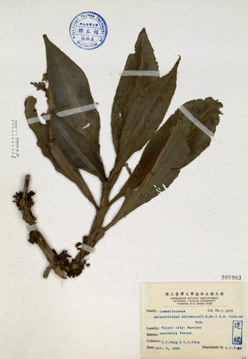 Amischotolype chinensis (N. E. Br.) E.H.Walker ex Hat._標本_BRCM 4652
