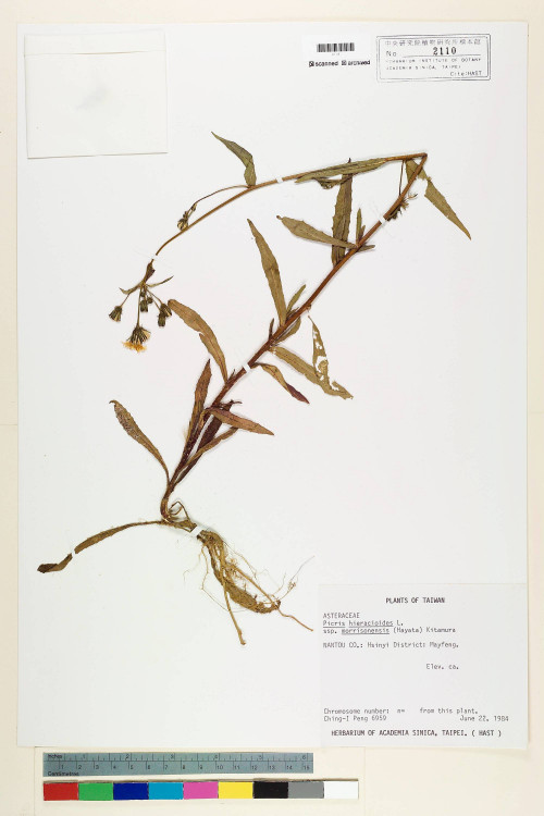 Picris hieracioides L. subsp. morrisonensis (Hayata) Kitam._標本_BRCM 6552