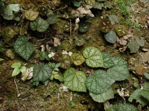 德保秋海棠 (Begonia debaoensis C.I Peng, Yan Liu & S.M.Ku)