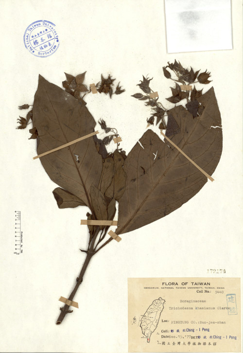 Trichodesma khasianum Clarke_標本_BRCM 4247
