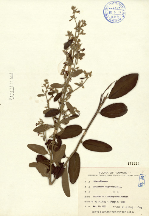 Helicteres angustifolia L._標本_BRCM 4398