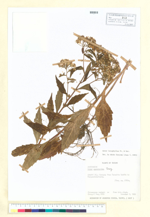 Aster leiophyllus Fr. & Sav._標本_BRCM 5284
