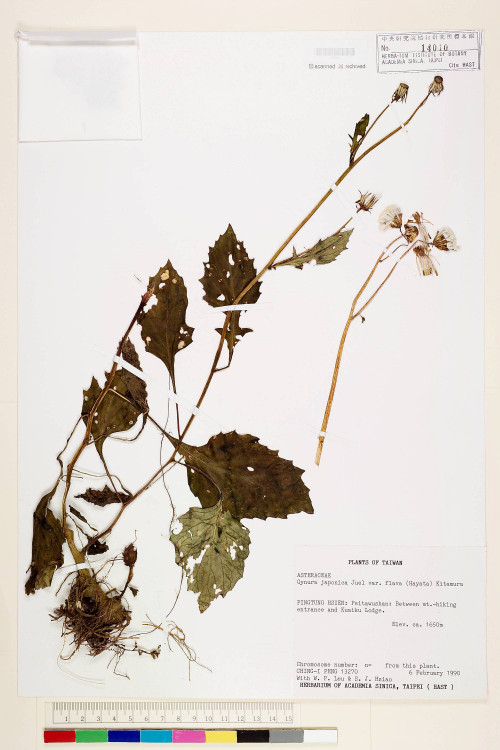 Gynura japonica (Thunb.) Juel var. flava (Hayata) Kitam._標本_BRCM 7303