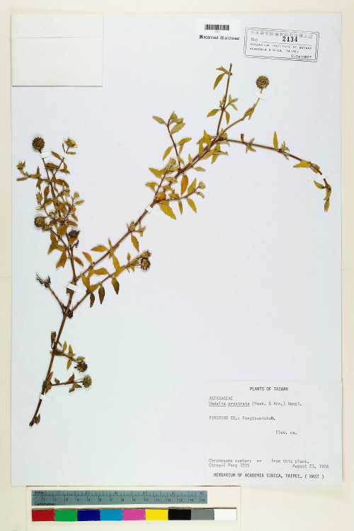 Wedelia prostrata (Hook. & Arn.) Hemsl._標本_BRCM 6589