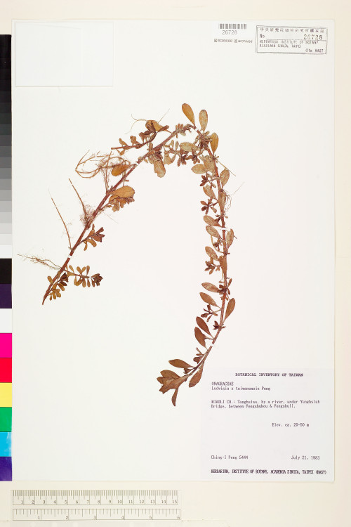 Ludwigia ×taiwanensis C.I Peng_標本_BRCM 3578