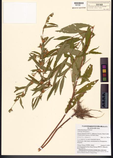 Ludwigia alternifolia L._標本_BRCM 7738