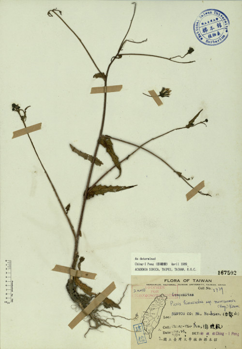 Picris hieracioides ssp. morrisonensis (Hay.) Kitam._標本_BRCM 3932