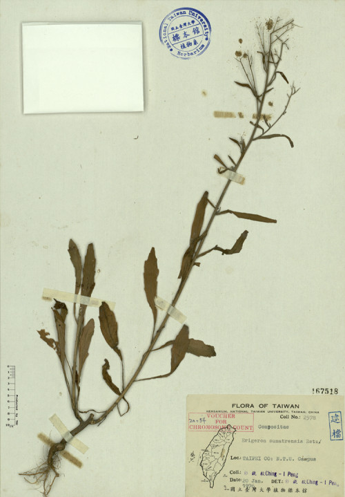 Erigeron sumatrensis Retz._標本_BRCM 3944